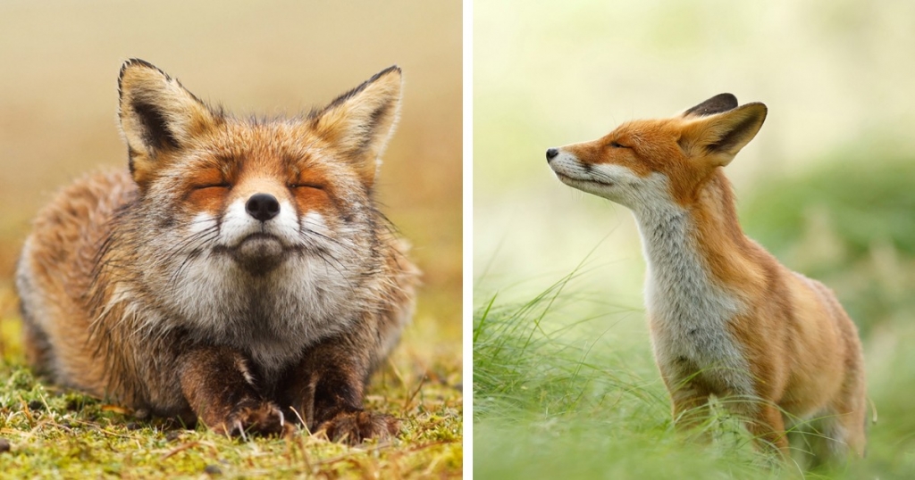 zen-foxes-roeselien-raimond-fb-1200x630