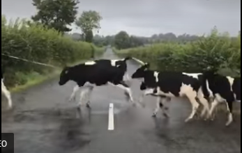Screenshot 2022-09-02 at 10-19-13 Αγελάδες βλέπουν τη διαγράμμιση δρόμου… σαν εμπόδιο