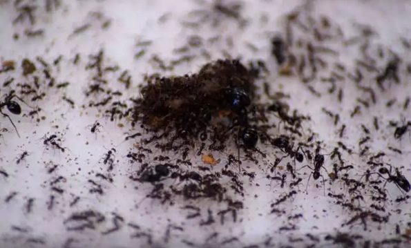 Screenshot 2022-09-20 at 12-58-19 Έρευνα για τα μυρμήγκια υποστηρίζει πως έχουν πληθυσμό... 20 τετράκις εκατομμύρια και βιομάζα 12 μεγατόνων